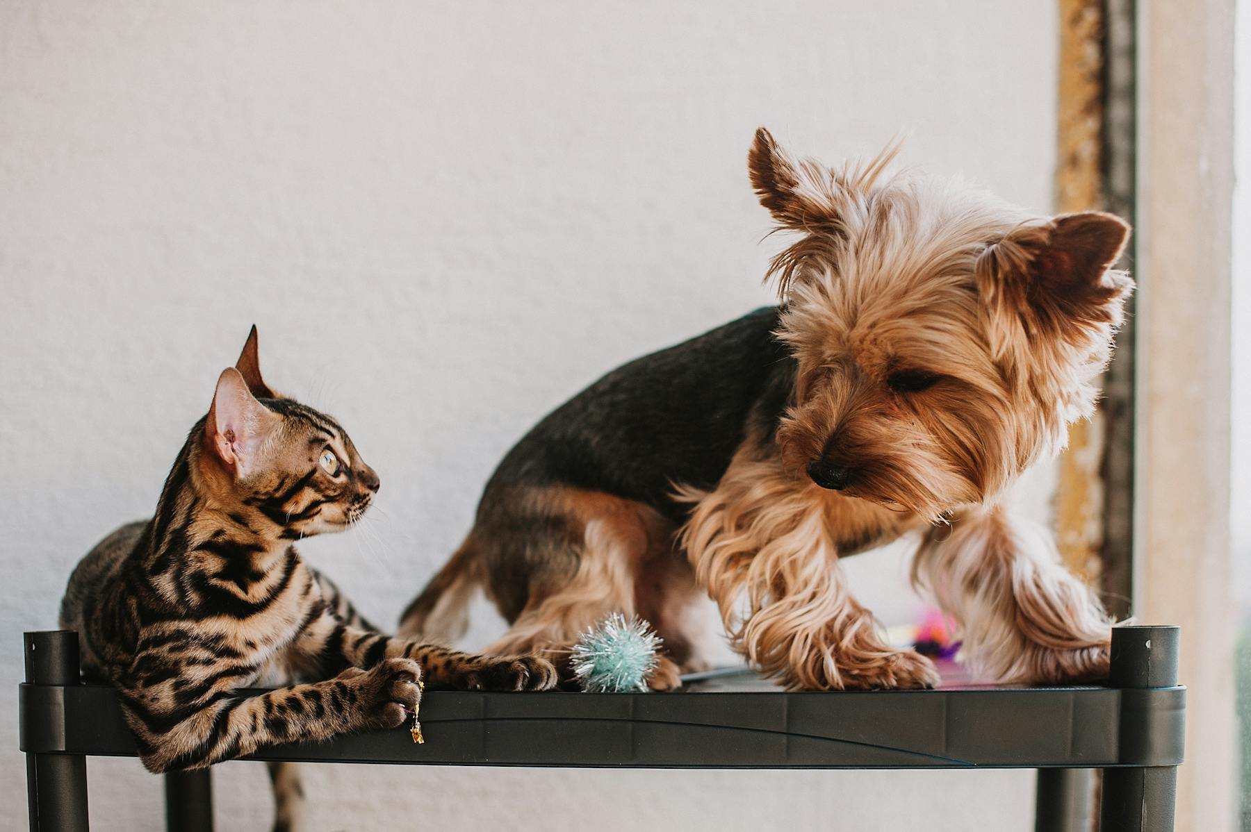 Image of adorable puppies and kittens on display, exuding playfulness and cuteness.