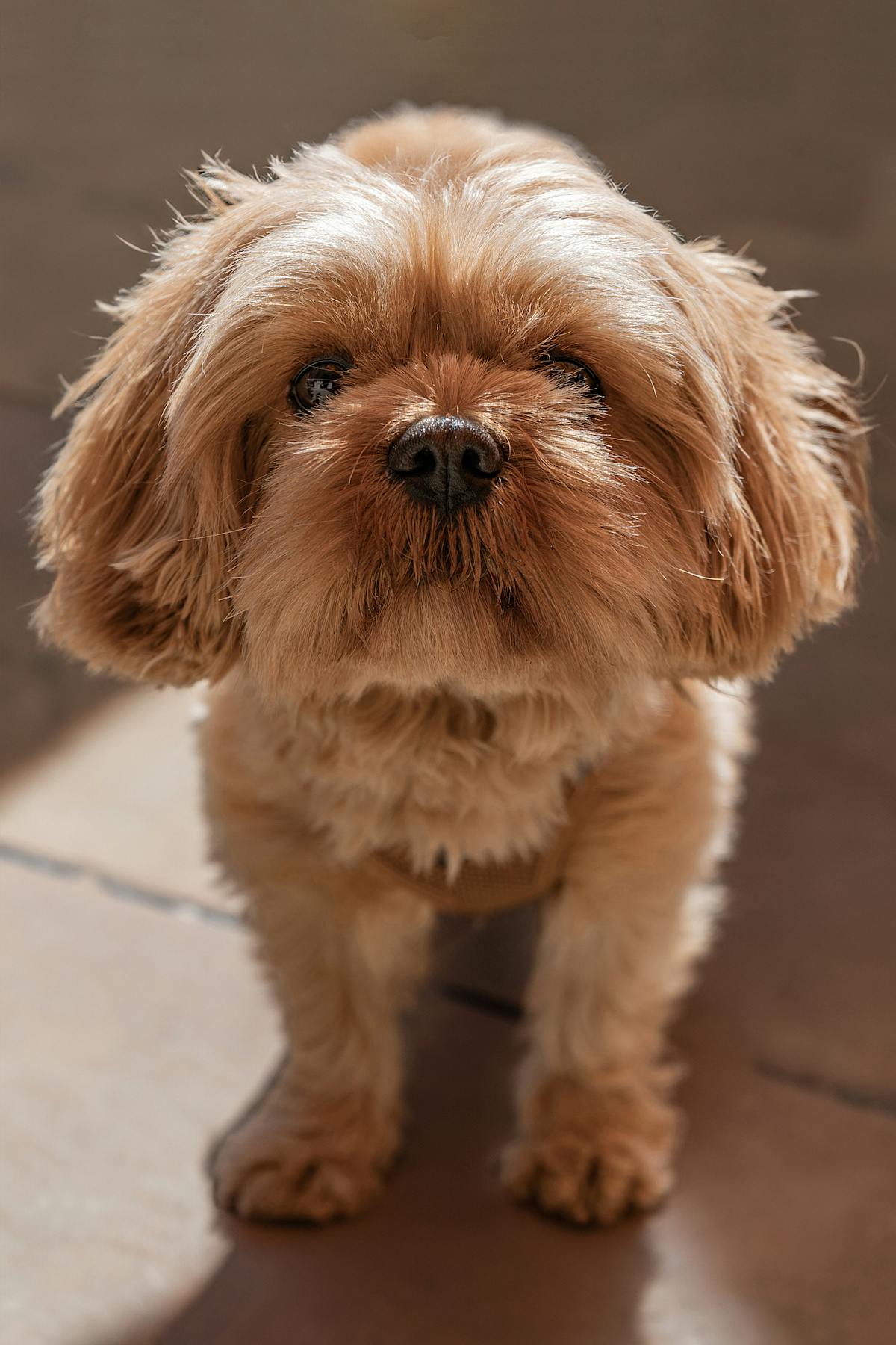 A cozy display of various pet habitats, emphasizing comfort and cleanliness.