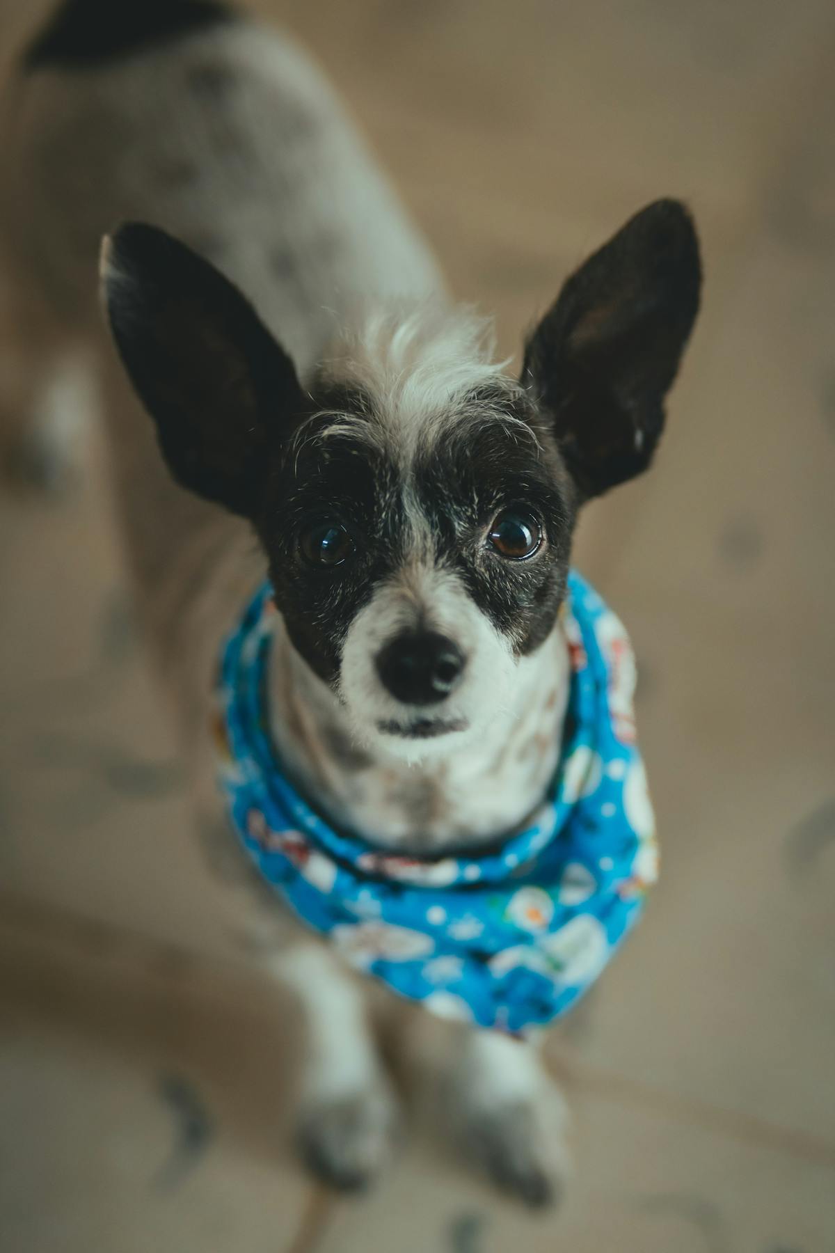 An inviting atmosphere of the pet shop interior with happy customers and pets interacting.